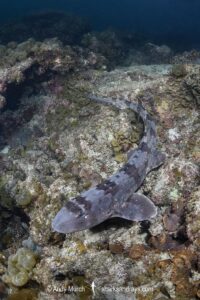 Whitespotted Bamboo Shark, Chiloscyllium plagiosum. Kannoura Bay, Shikoku, Japan, Sea of Japan.