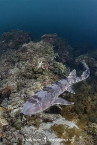 Whitespotted Bamboo Shark, Chiloscyllium plagiosum. Kannoura Bay, Shikoku, Japan, Sea of Japan.