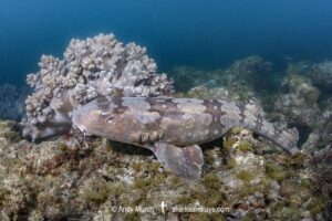 Whitespotted Bamboo Shark, Chiloscyllium plagiosum. Kannoura Bay, Shikoku, Japan, Sea of Japan.
