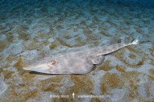 Bottlenose guitarfish aka Brown guitarfish or yellow guitarfish, Rhinobatos schlegelii, Chiba Prefecture, Honshu, Japan, North Pacific Ocean.