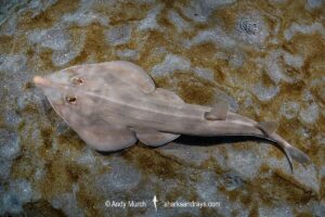 Bottlenose guitarfish aka Brown guitarfish or yellow guitarfish, Rhinobatos schlegelii, Chiba Prefecture, Honshu, Japan, North Pacific Ocean.