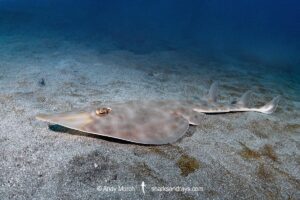 Bottlenose guitarfish aka Brown guitarfish or yellow guitarfish, Rhinobatos schlegelii, Chiba Prefecture, Honshu, Japan, North Pacific Ocean.