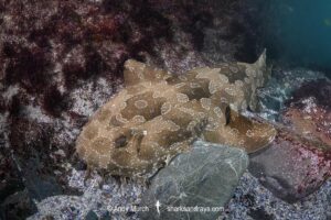 Spotted Wobbegong, Orectolobus maculatus, Byron Bay, New South Wales, Australia.