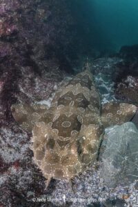 Spotted Wobbegong, Orectolobus maculatus, Byron Bay, New South Wales, Australia.