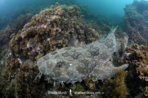 Spotted Wobbegong, Orectolobus maculatus, Byron Bay, New South Wales, Australia.