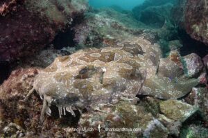 Spotted Wobbegong, Orectolobus maculatus, Byron Bay, New South Wales, Australia.