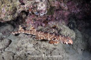 Hooded Carpetshark, Hemiscyllium strahani. Aka Hooded Epaulette Shark or walking shark. Madang, Papua New Guinea, Bismarck Sea.