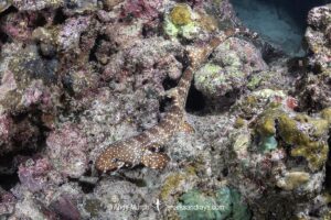 Hooded Carpetshark, Hemiscyllium strahani. Aka Hooded Epaulette Shark or walking shark. Madang, Papua New Guinea, Bismarck Sea.