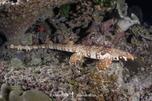 Hooded Carpetshark, Hemiscyllium strahani. Aka Hooded Epaulette Shark or walking shark. Madang, Papua New Guinea, Bismarck Sea.