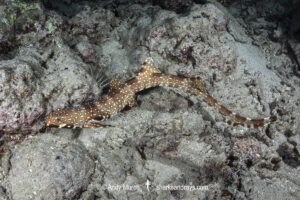 Hooded Carpetshark, Hemiscyllium strahani. Aka Hooded Epaulette Shark or walking shark. Madang, Papua New Guinea, Bismarck Sea.