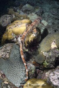 Hooded Carpetshark, Hemiscyllium strahani. Aka Hooded Epaulette Shark or walking shark. Madang, Papua New Guinea, Bismarck Sea.