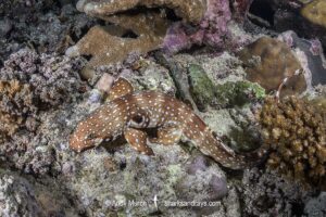 Hooded Carpetshark, Hemiscyllium strahani. Aka Hooded Epaulette Shark or walking shark. Madang, Papua New Guinea, Bismarck Sea.