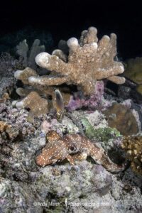 Hooded Carpetshark, Hemiscyllium strahani. Aka Hooded Epaulette Shark or walking shark. Madang, Papua New Guinea, Bismarck Sea.
