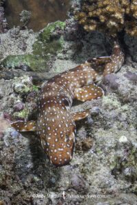 Hooded Carpetshark, Hemiscyllium strahani. Aka Hooded Epaulette Shark or walking shark. Madang, Papua New Guinea, Bismarck Sea.