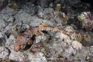Hooded Carpetshark, Hemiscyllium strahani. Aka Hooded Epaulette Shark or walking shark. Madang, Papua New Guinea, Bismarck Sea.