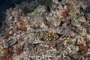 Hooded Carpetshark, Hemiscyllium strahani. Aka Hooded Epaulette Shark or walking shark. Madang, Papua New Guinea, Bismarck Sea.