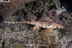 Hooded Carpetshark, Hemiscyllium strahani. Aka Hooded Epaulette Shark or walking shark. Madang, Papua New Guinea, Bismarck Sea.