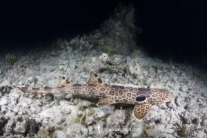 Leopard Epaulette Shark, Hemiscyllium michaeli. Aka Milne Bay Epaulette Shark or Michael's Epaulette Shark. Tufi, Papua New Guinea, Southwest Pacific Ocean.