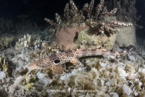 Leopard Epaulette Shark, Hemiscyllium michaeli. Aka Milne Bay Epaulette Shark or Michael's Epaulette Shark. Tufi, Papua New Guinea, Southwest Pacific Ocean.