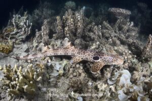 Leopard Epaulette Shark, Hemiscyllium michaeli. Aka Milne Bay Epaulette Shark or Michael's Epaulette Shark. Tufi, Papua New Guinea, Southwest Pacific Ocean.