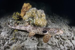 Leopard Epaulette Shark, Hemiscyllium michaeli. Aka Milne Bay Epaulette Shark or Michael's Epaulette Shark. Tufi, Papua New Guinea, Southwest Pacific Ocean.