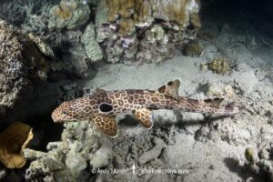 Leopard Epaulette Shark, Hemiscyllium michaeli. Aka Milne Bay Epaulette Shark or Michael's Epaulette Shark. Tufi, Papua New Guinea, Southwest Pacific Ocean.