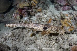 Leopard Epaulette Shark, Hemiscyllium michaeli. Aka Milne Bay Epaulette Shark or Michael's Epaulette Shark. Tufi, Papua New Guinea, Southwest Pacific Ocean.