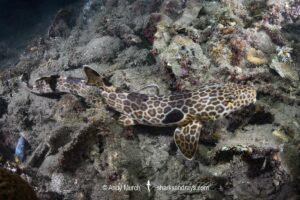 Leopard Epaulette Shark, Hemiscyllium michaeli. Aka Milne Bay Epaulette Shark or Michael's Epaulette Shark. Tufi, Papua New Guinea, Southwest Pacific Ocean.