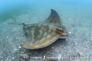 New Zealand Eagle Ray, Myliobatis tenuicaudatus. Aka bull ray, Southern bat ray, Australian Eagle Ray, Southern Eagle Ray. Rapid Bay, South Australia, Southern Ocean.