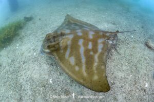 New Zealand Eagle Ray, Myliobatis tenuicaudatus. Aka bull ray, Southern bat ray, Australian Eagle Ray, Southern Eagle Ray. Rapid Bay, South Australia, Southern Ocean.