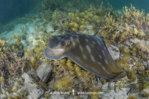 New Zealand Eagle Ray, Myliobatis tenuicaudatus. Aka bull ray, Southern bat ray, Australian Eagle Ray, Southern Eagle Ray. Rapid Bay, South Australia, Southern Ocean.