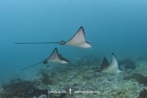 Ocellated Eagle Ray, aka Spotted Eagle Ray, Aetobatus ocellatus. A wide ranging eagle ray from the Indo-Pacific. Malpelo Island, Colombia, Pacific Ocean.
