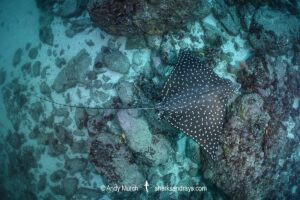 Pacific Eagle Ray, Aetobatus laticeps. Islas Murcielagos, Bat Islands, Costa Rica, Eastern Pacific Ocean.