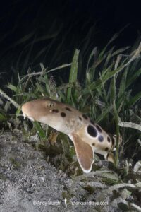 Papuan Epaulette Shark, Hemiscyllium hallstromi. Loloata Island, Bootless Bay, Papua New Guinea, Gulf of Papua, southwestern Pacific Ocean.