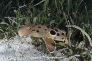 Papuan Epaulette Shark, Hemiscyllium hallstromi. Loloata Island, Bootless Bay, Papua New Guinea, Gulf of Papua, southwestern Pacific Ocean.