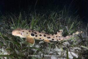 Papuan Epaulette Shark, Hemiscyllium hallstromi. Loloata Island, Bootless Bay, Papua New Guinea, Gulf of Papua, southwestern Pacific Ocean.