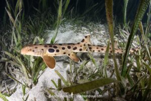 Papuan Epaulette Shark, Hemiscyllium hallstromi. Loloata Island, Bootless Bay, Papua New Guinea, Gulf of Papua, southwestern Pacific Ocean.
