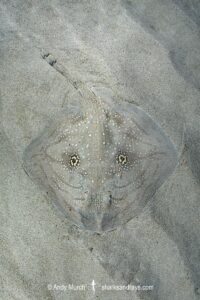 Mediterranean Rough Skate, Raja Radula. Aka Rough Ray. Mallorca, Spain, Mediterranean Sea.