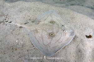 Mediterranean Rough Skate, Raja Radula. Aka Rough Ray. Mallorca, Spain, Mediterranean Sea.