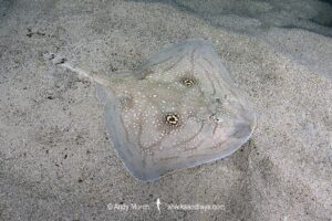 Mediterranean Rough Skate, Raja Radula. Aka Rough Ray. Mallorca, Spain, Mediterranean Sea.