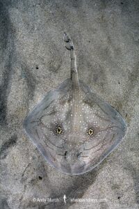 Mediterranean Rough Skate, Raja Radula. Aka Rough Ray. Mallorca, Spain, Mediterranean Sea.