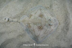 Mediterranean Rough Skate, Raja Radula. Aka Rough Ray. Mallorca, Spain, Mediterranean Sea.