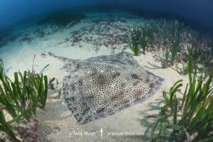 Blonde Skate aka Blonde Ray, Raja brachyura. Tossa De Mar, Spain, Mediterranean Sea.