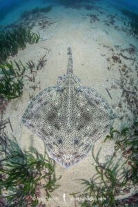 Blonde Skate aka Blonde Ray, Raja brachyura. Tossa De Mar, Spain, Mediterranean Sea.