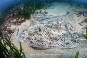 Blonde Skate aka Blonde Ray, Raja brachyura. Tossa De Mar, Spain, Mediterranean Sea.