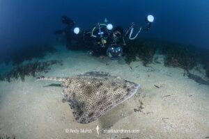 Blonde Skate aka Blonde Ray, Raja brachyura. Tossa De Mar, Spain, Mediterranean Sea.