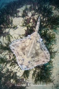 Blonde Skate aka Blonde Ray, Raja brachyura. Tossa De Mar, Spain, Mediterranean Sea.