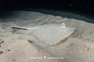 Blonde Skate aka Blonde Ray, Raja brachyura. Tossa De Mar, Spain, Mediterranean Sea.