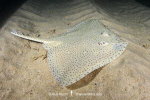 Blonde Skate aka Blonde Ray, Raja brachyura. Tossa De Mar, Spain, Mediterranean Sea.