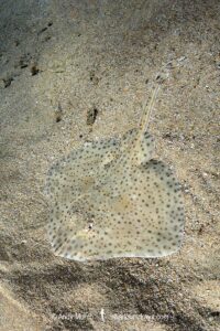Blonde Skate juvenile aka Blonde Ray, Raja brachyura. Tossa De Mar, Spain, Mediterranean Sea.